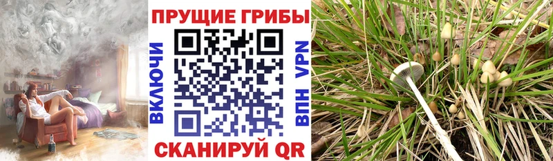 Псилоцибиновые грибы GOLDEN TEACHER  как найти   Боровичи 