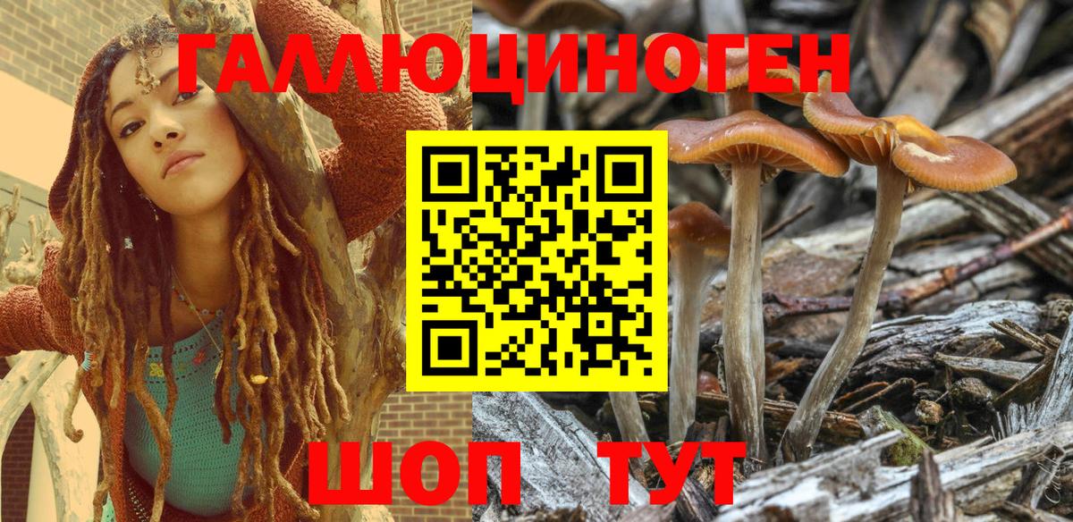 Боровичи  как найти   Галлюциногенные грибы Psilocybe  Вход с VPN  Псилоцибиновые грибы мицелий 